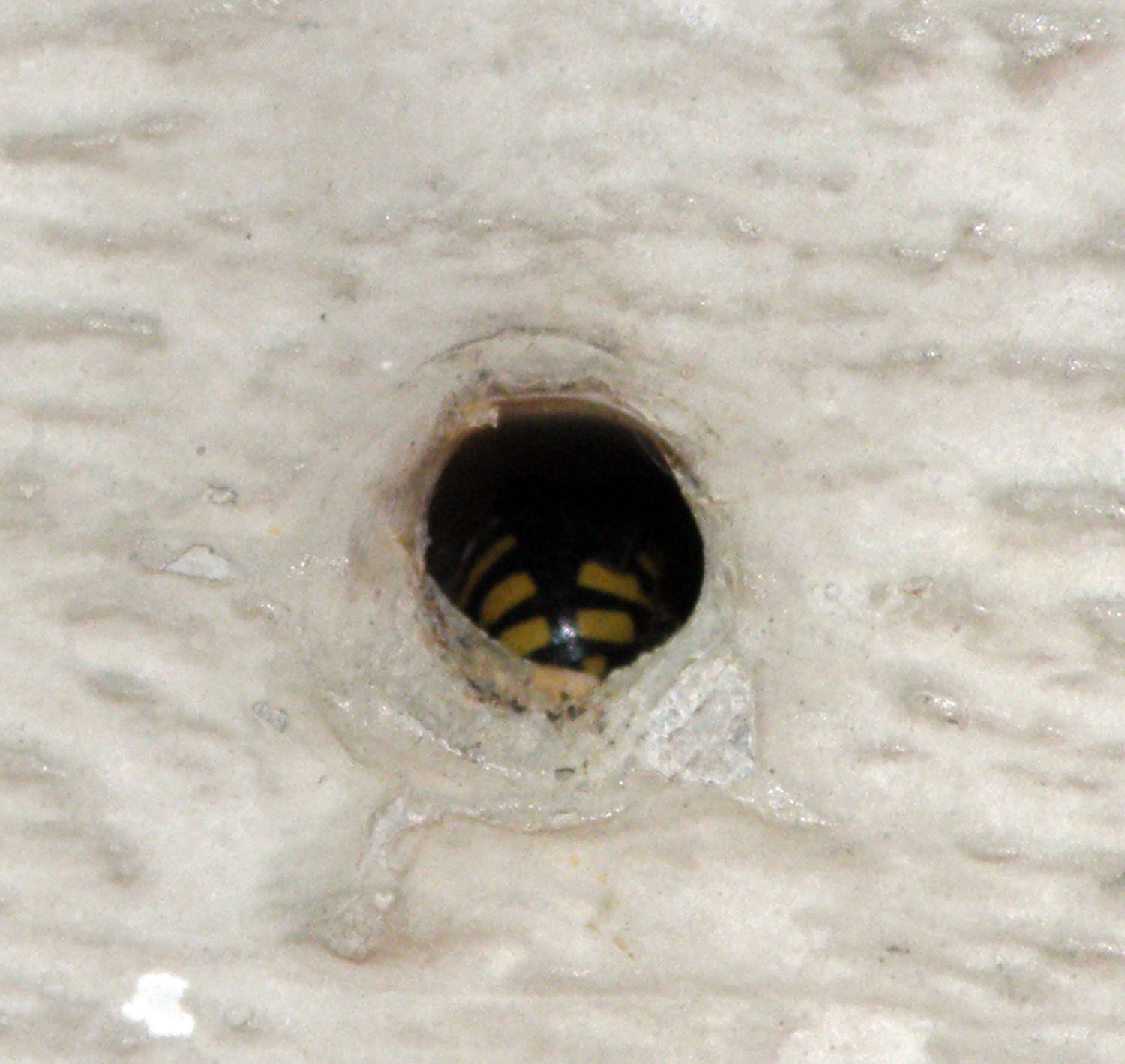 Nido di Anthidium con l''autore dentro